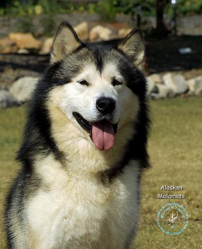 Alaskan Malamute 9R034D-472.JPG